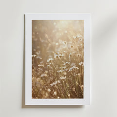 Summer Meadow Poster" av Bozetto föreställer solbelysta prästkragar på en drömsk äng, placerad med en vit matt ram på en ljus vägg och tryckt på FSC-certifierat premiumpapper för en högkvalitativ finish.