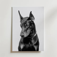 Noir Doberman Poster