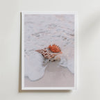 Seashell Mist Poster