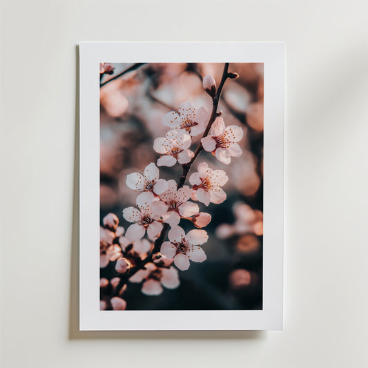 Cherry Blossom Poster