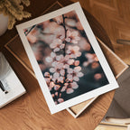 Cherry Blossom Poster