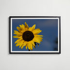 A Sunny Day Poster