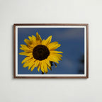 A Sunny Day Poster