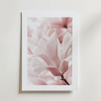 Bozetto Blush Rose Magnolia Flower Poster föreställer en mjukt rosa magnolia i blom med fina kronblad och en suddig bakgrund, tryckt på FSC-certifierat premiumpapper med lyxigt matt yta, mot en vit vägg.