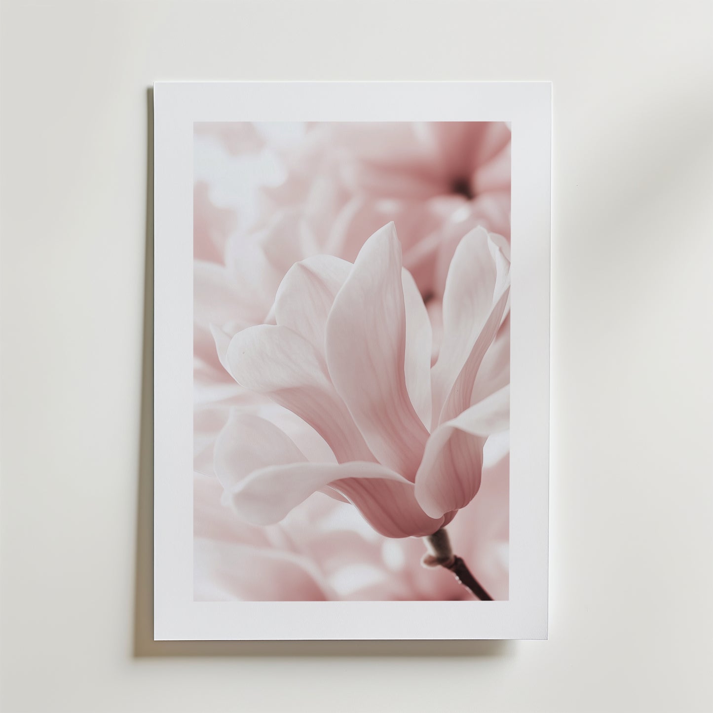 Blush Rose Magnolia Flower Poster