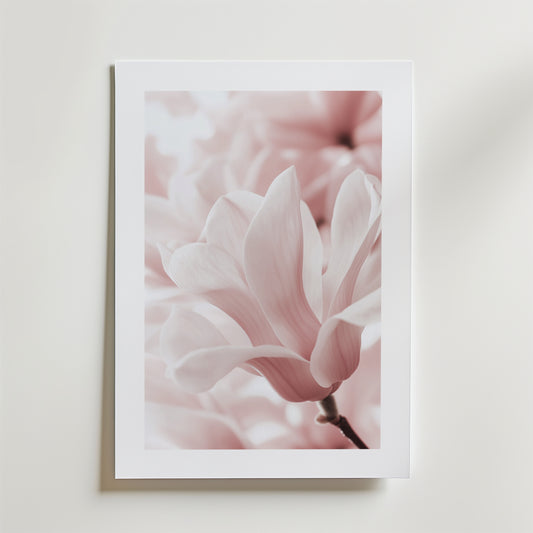 Blush Rose Magnolia Flower Poster