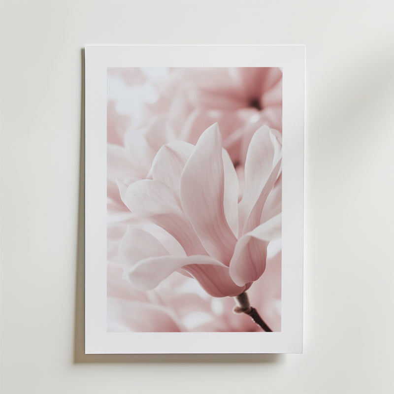 Blush Rose Magnolia Flower Poster