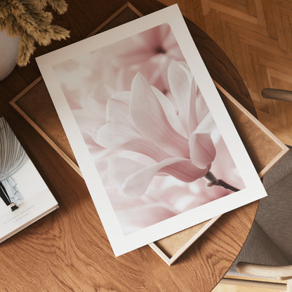 Blush Rose Magnolia Flower Poster