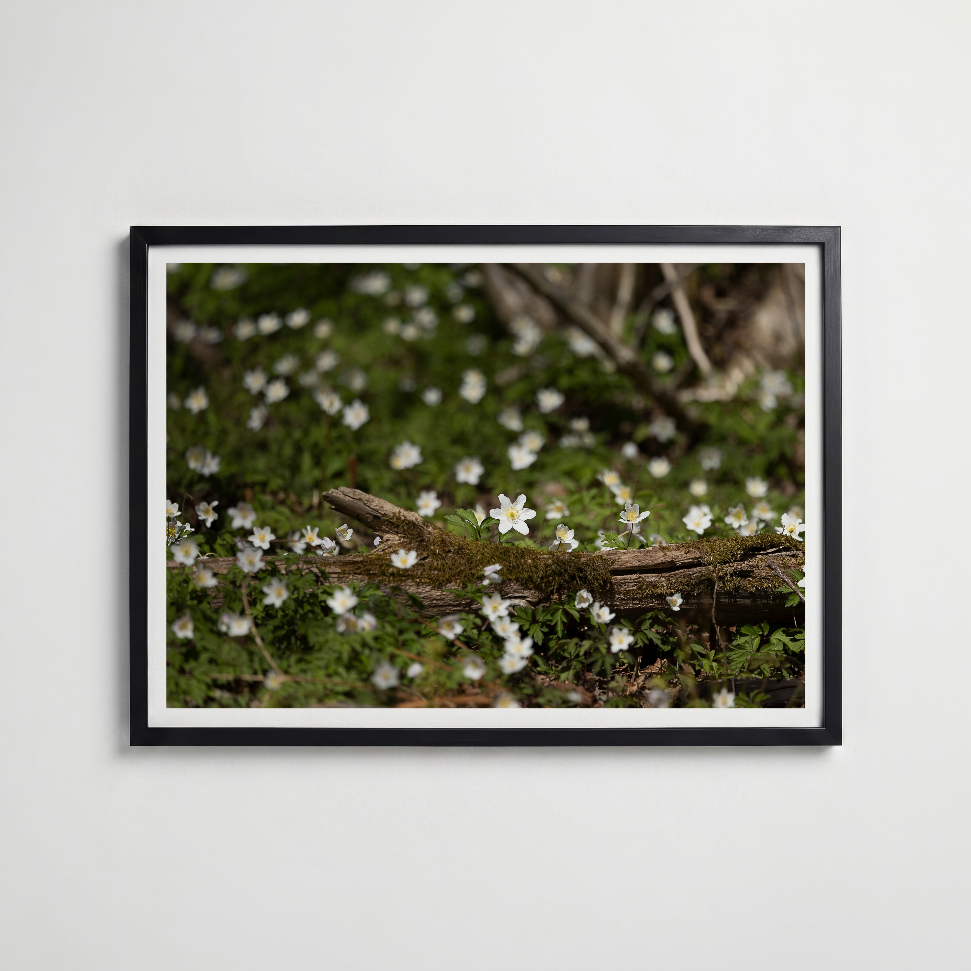 Star of Spring Poster
