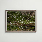 Star of Spring Poster