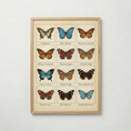 Butterfly Grid Poster – ekram