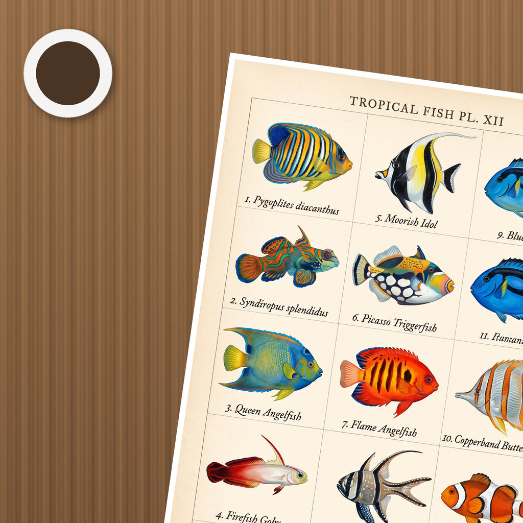 Tropical Fish Grid Poster – närbild på papper