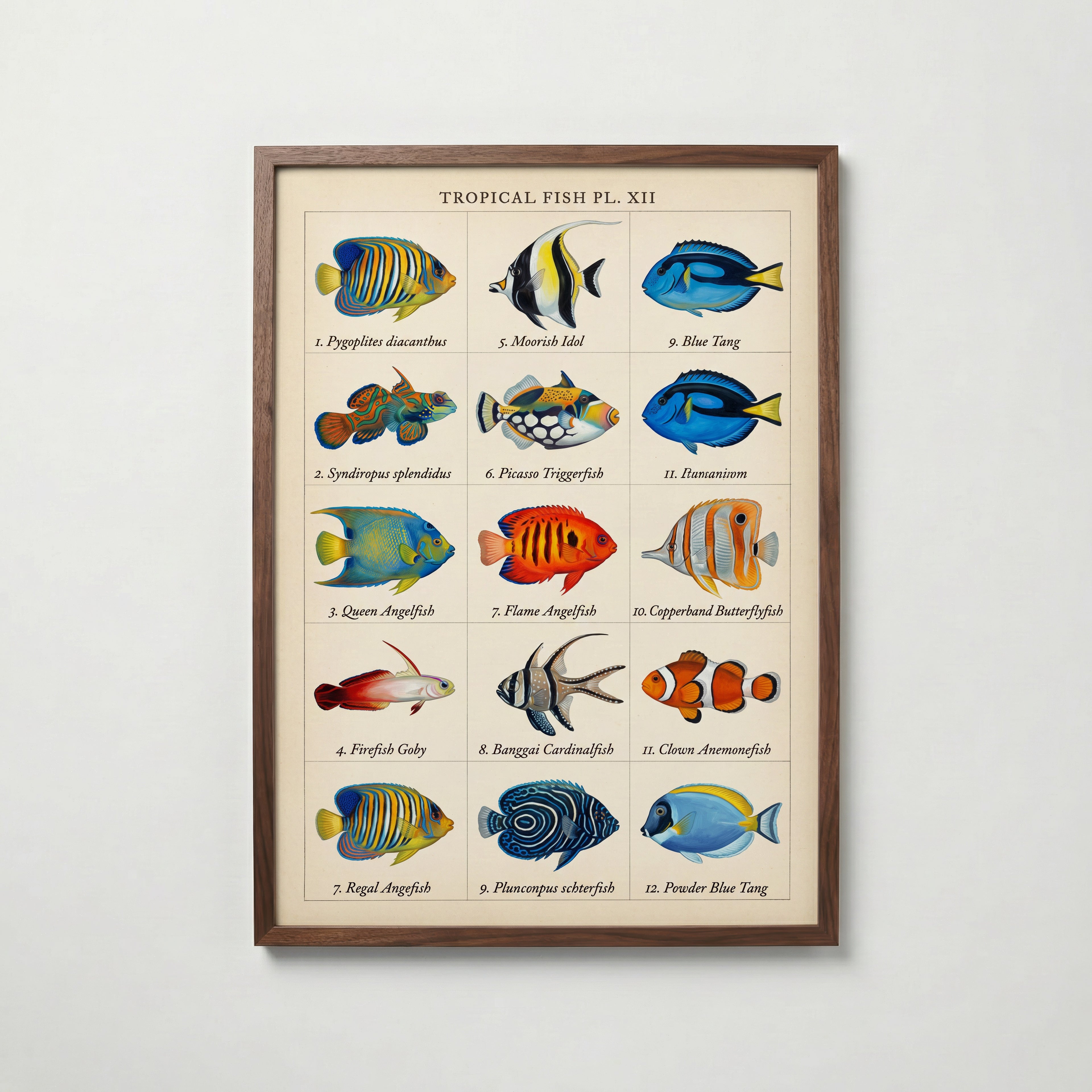 Tropical Fish Grid Poster – valnötsram
