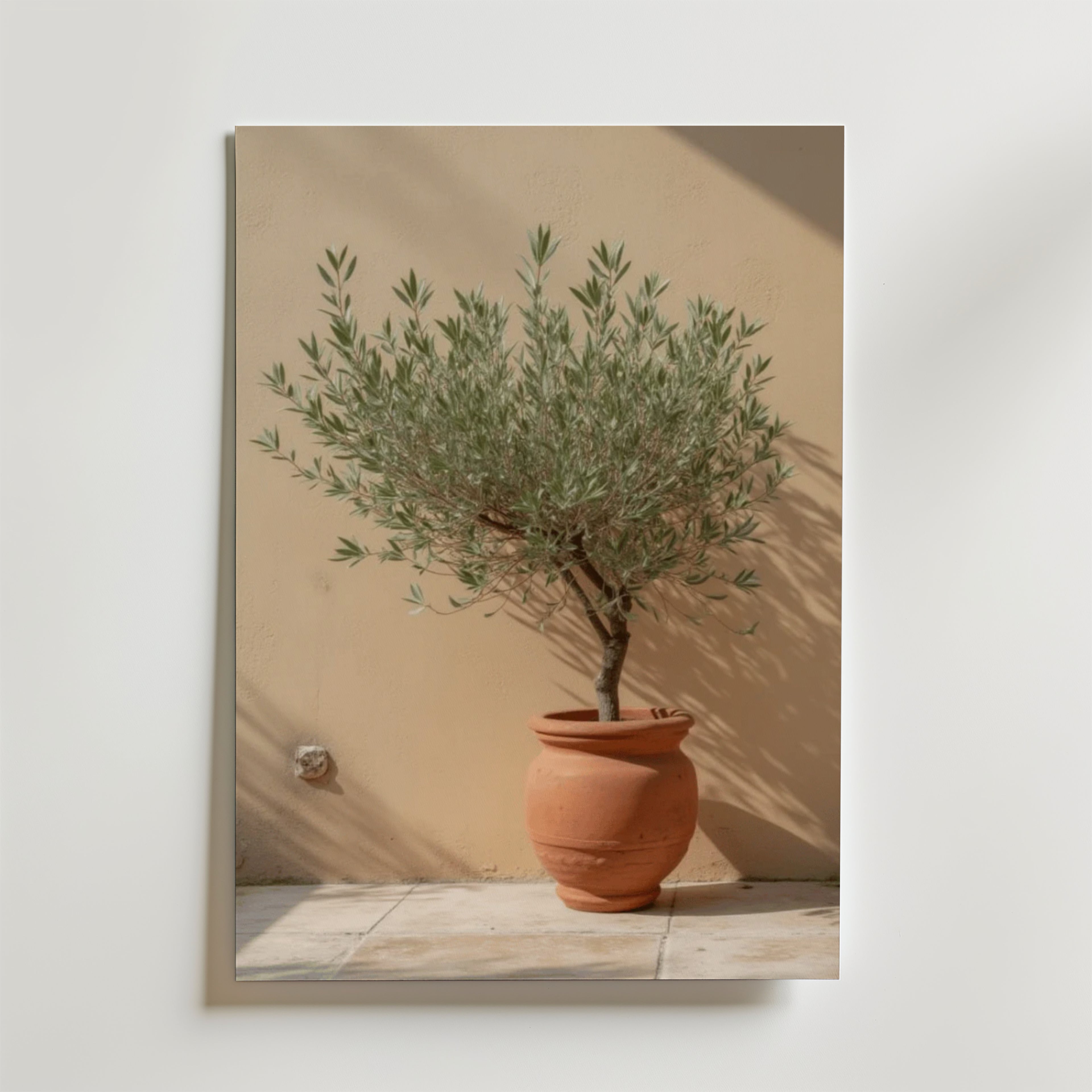 Affischen Bozetto Potted olive tree visar ett litet olivträd i en terrakottakruka på ett klinkergolv, mot en beige vägg med mjukt solljus och eleganta skuggor för en raffinerad touch.