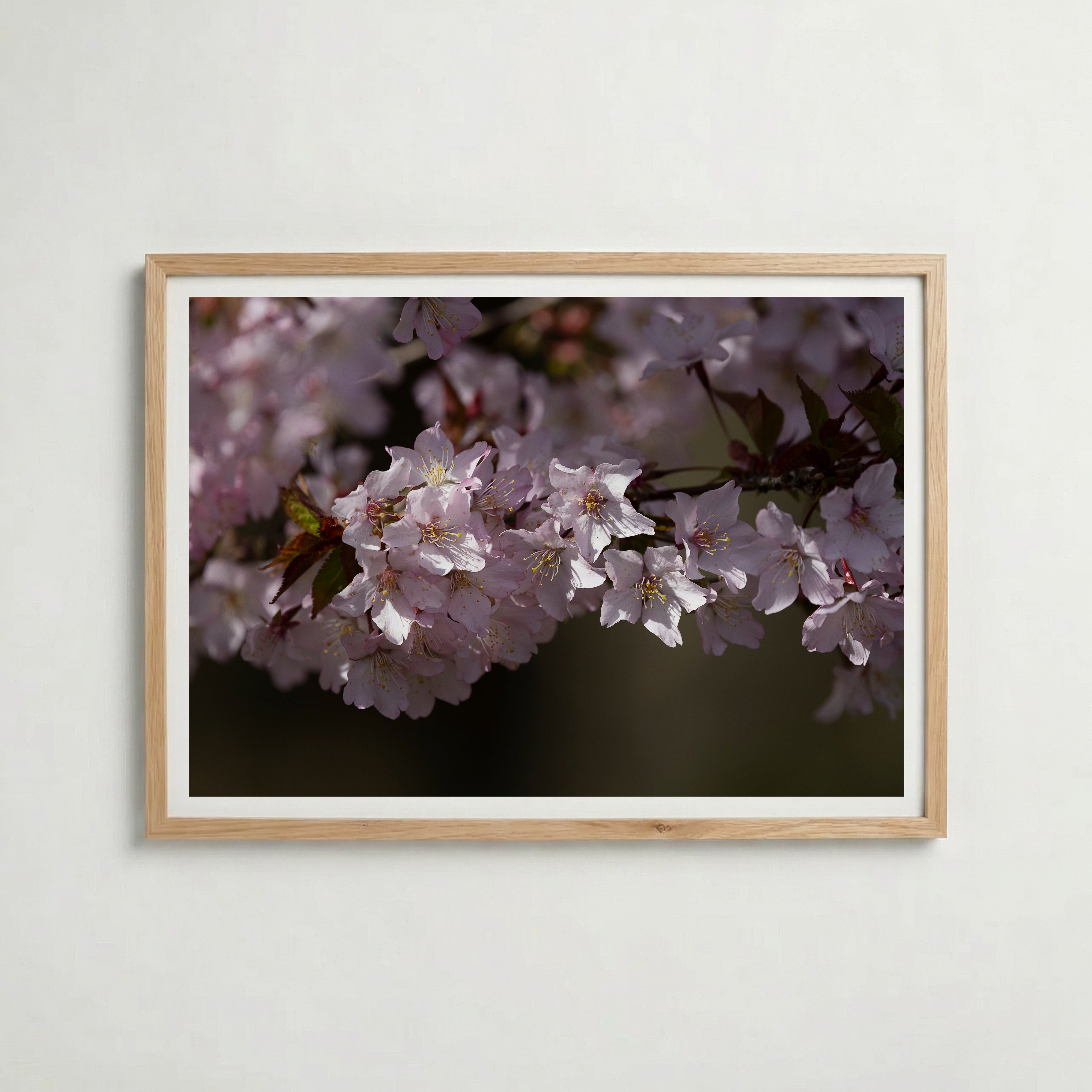 Cherryblossom Poster