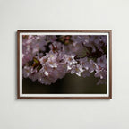 Cherryblossom Poster