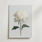 Bozetto White peony Poster föreställer en vit pion med gröna blad på en enfärgad bakgrund, tryckt på premiumpapper - perfekt för minimalistisk inredning och elegant när den monteras på en vit vägg.