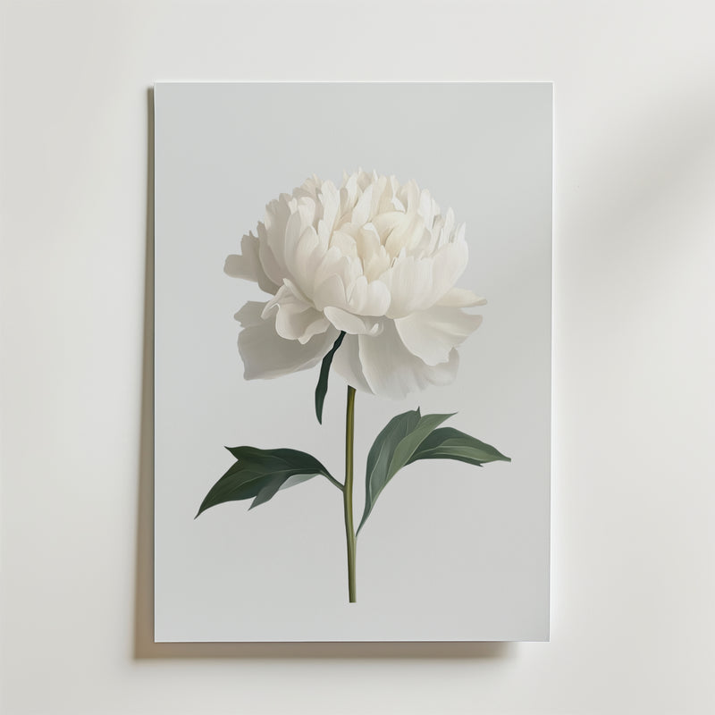 White peony Poster