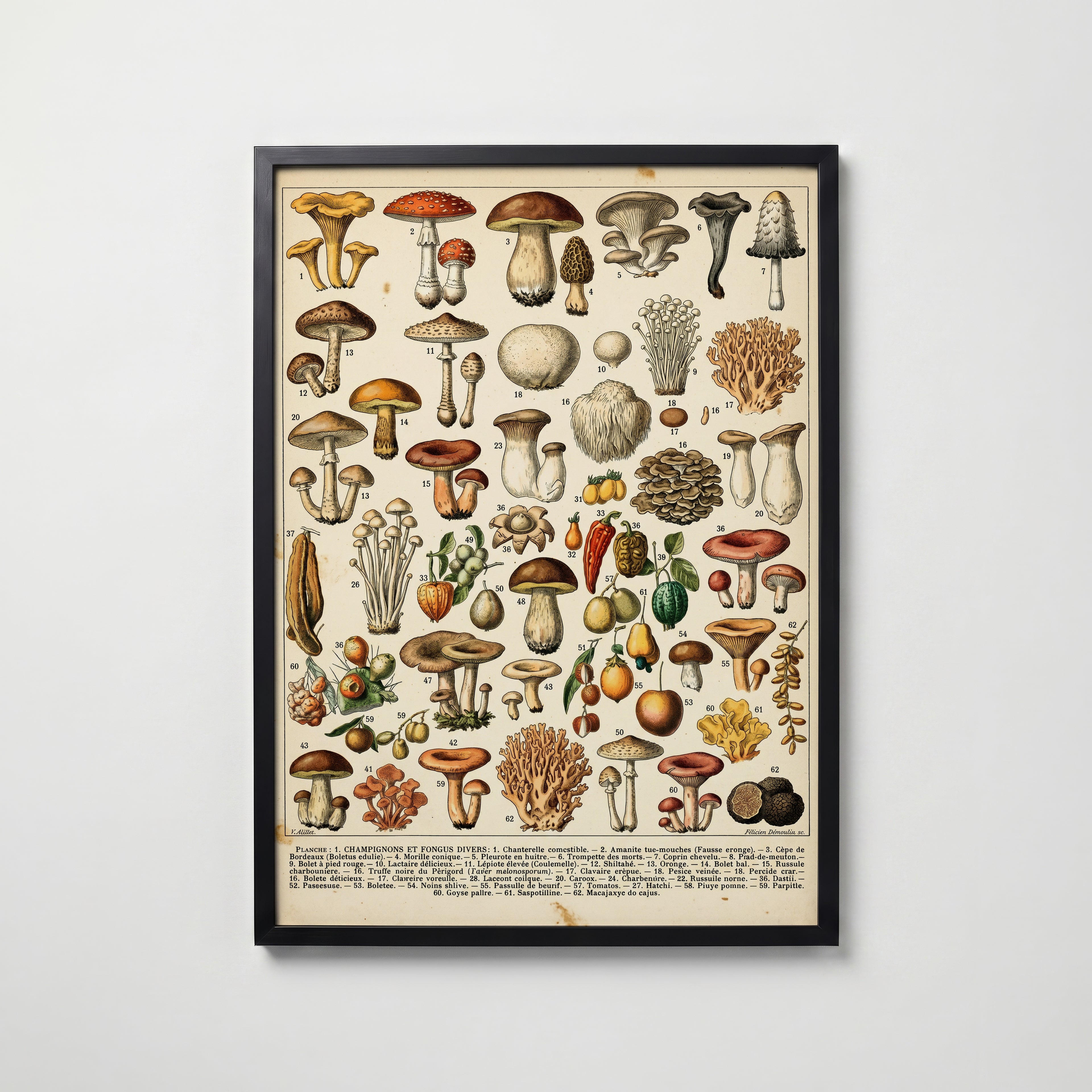 Champignons Divers Poster i hemmiljö
