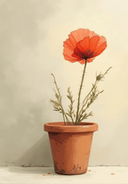 Potted Ped Poppy Flower poster