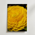 Yellow Heaven Poster – gul ranunkel i närbild mot mörk bakgrund