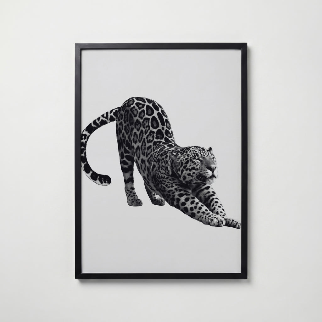 Stretching Leopard Poster – svart ram