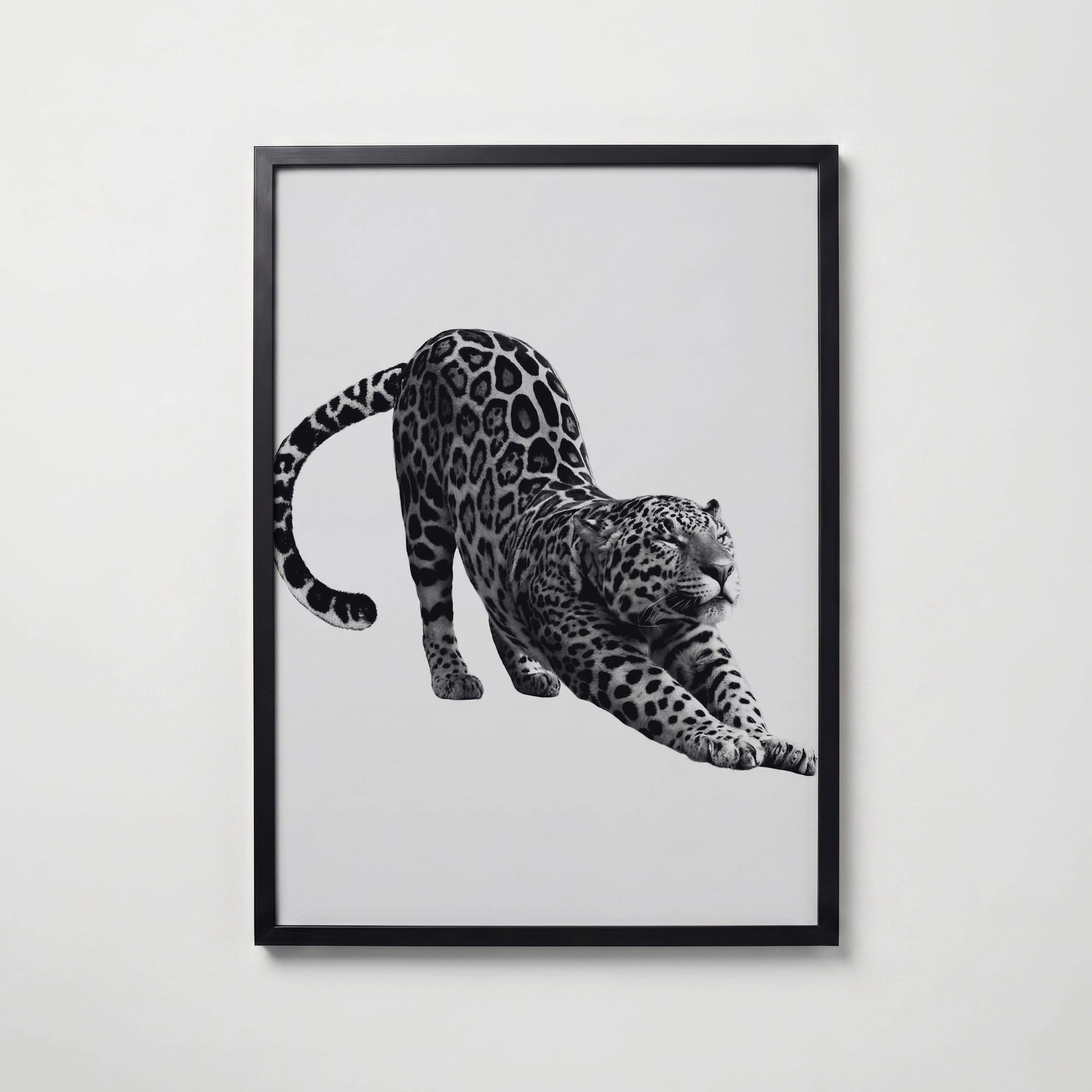 Stretching Leopard Poster – svart ram